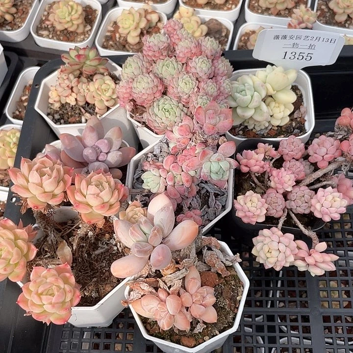 薇薇安园艺多肉1355