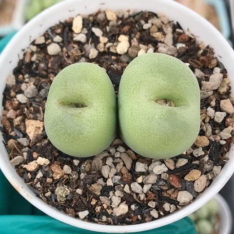 多肉肉锥 双头翠光