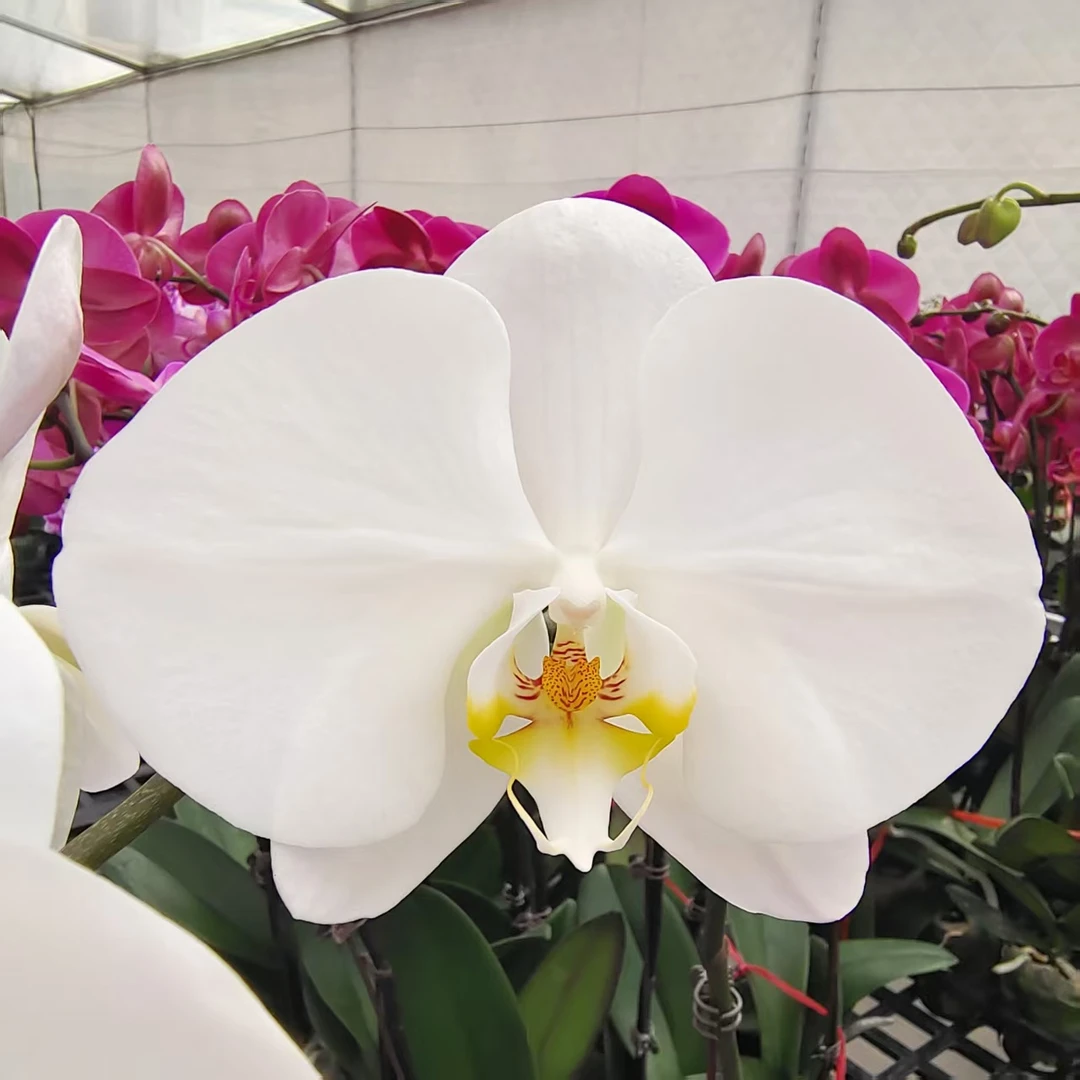 蝴蝶兰【大白V3】大花型  高级花卉 艺术花 耐养