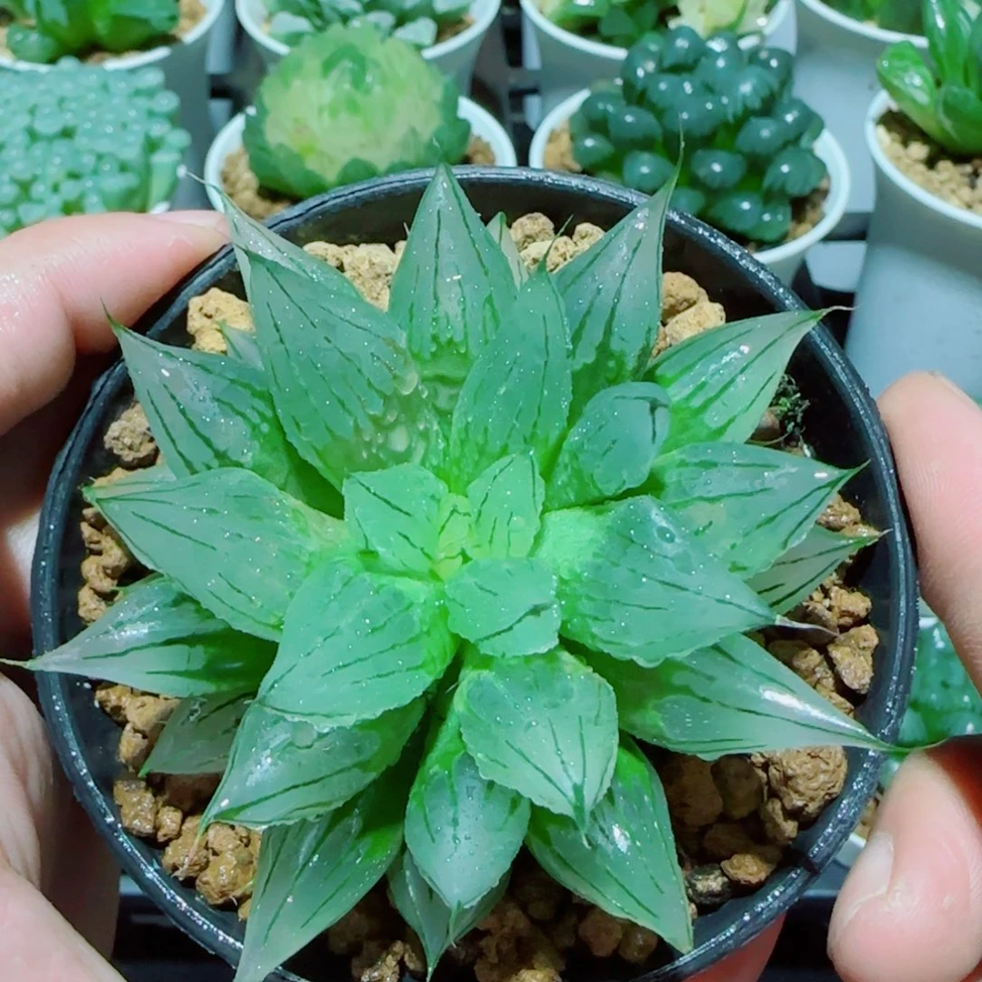 冰钻玉露多肉植物