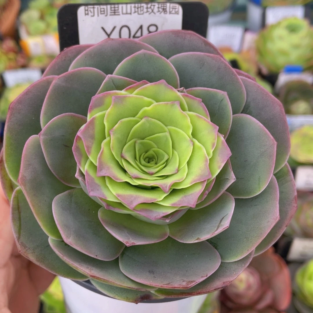 黄杂新年福利048一物一拍