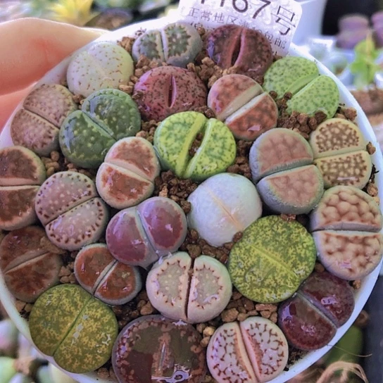 无花朵1167，9厘米盆如图