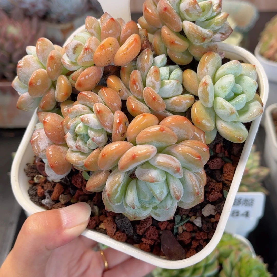 多肉植物3388 一定要拍冷链哦