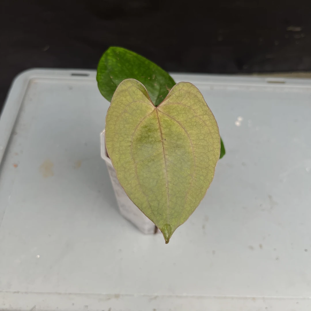 夜龙籽播 花烛热植