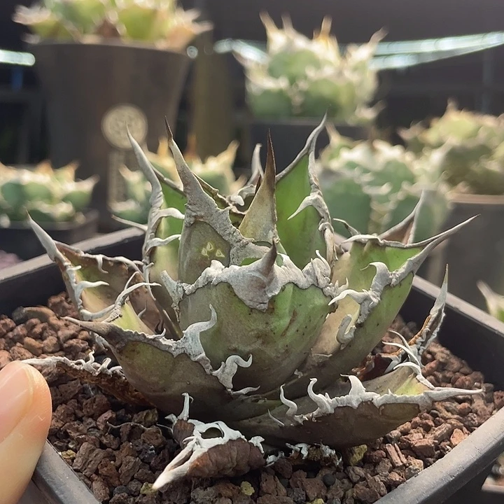 凯撒888888888888888