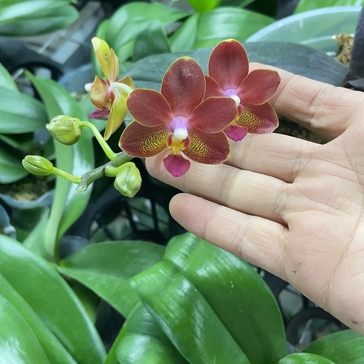 完全开放处理浓香龚氏香妃5寸双花剑根少慎拍