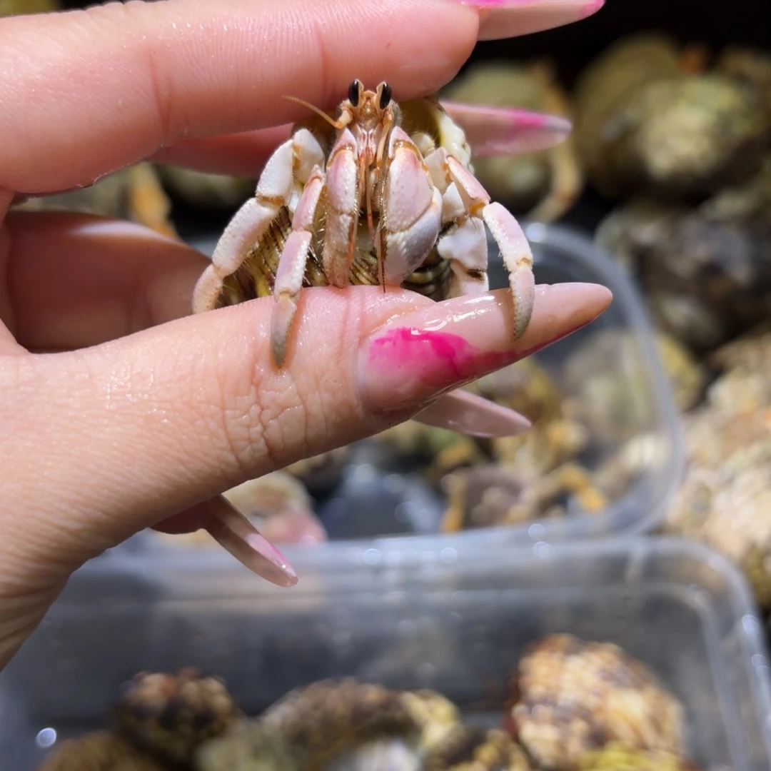 小樱花1.8口彩灰寄居蟹