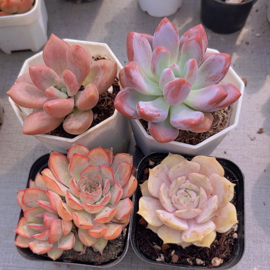 桃花源。奥普。菲娜娜。露娜莲