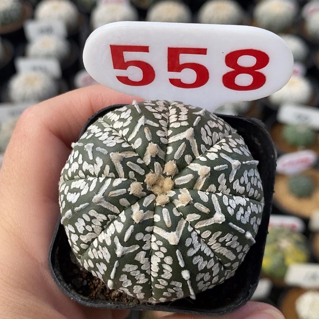 558v兜系列福利来啦