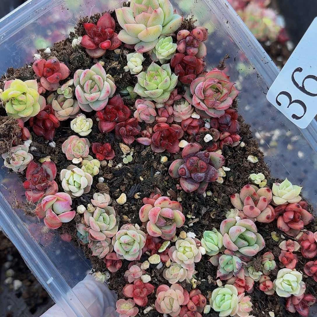 多肉植物多肉植物36