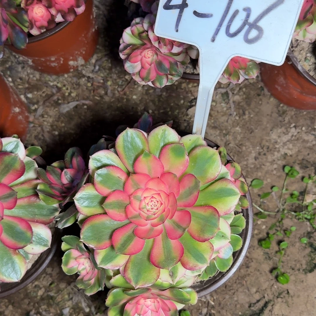 4-106荔枝多肉法师多肉