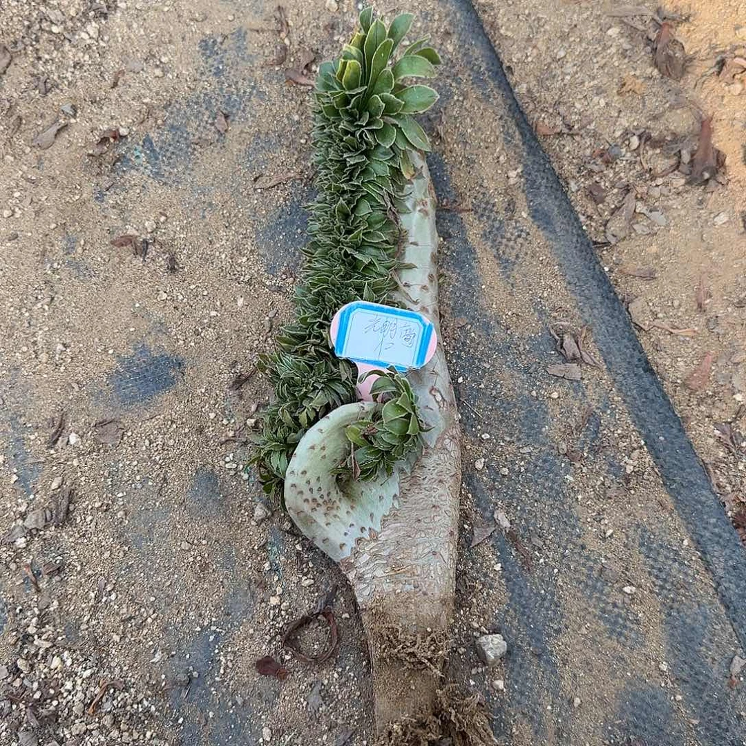 光***前原始绿一颗有伤满28包邮