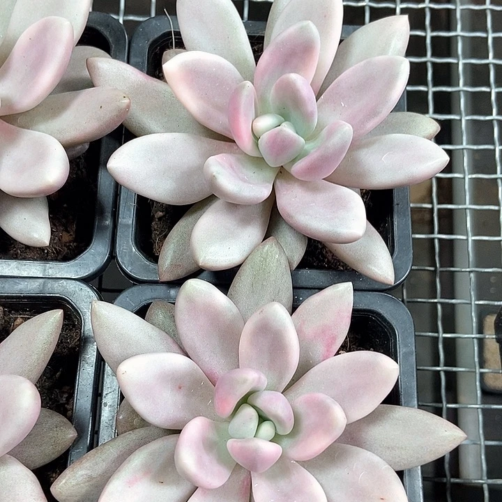 桃花源锦随机一颗
