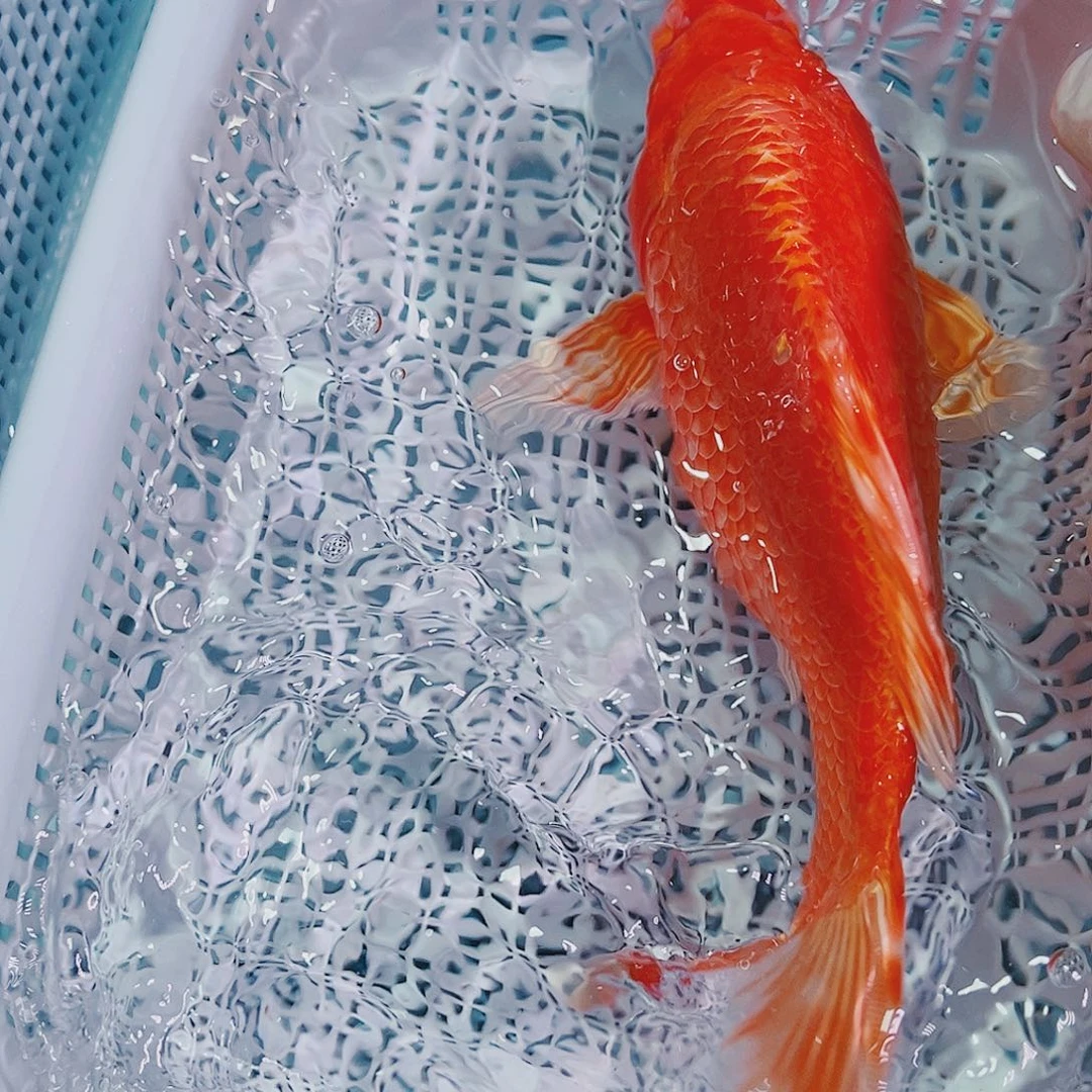 锦鲤锦鲤冷水鱼观赏140