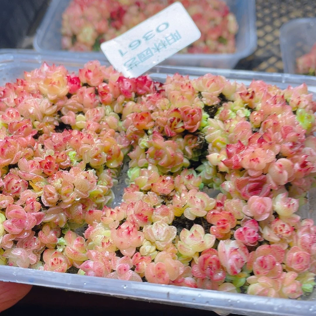 多肉植物多肉植物361