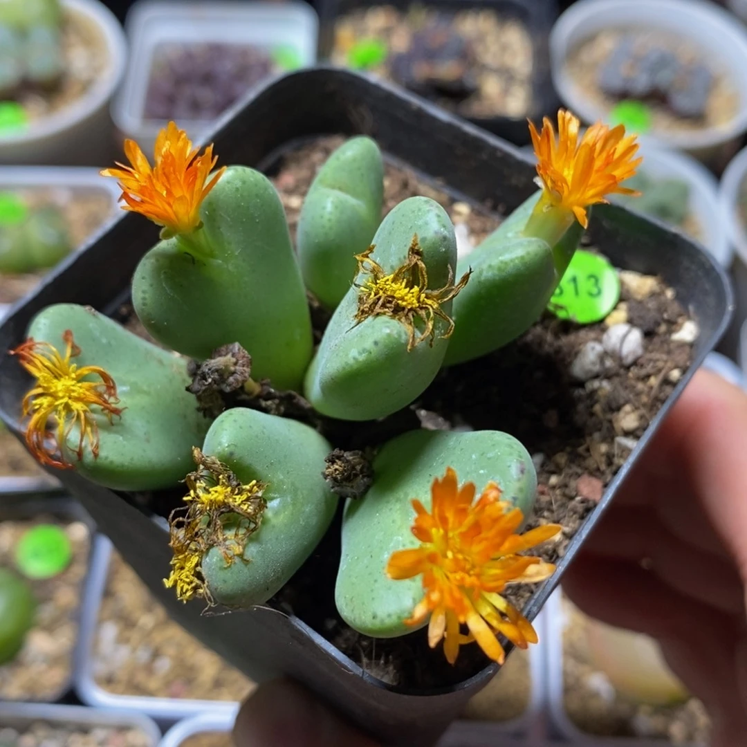 橘色少将多肉植物513