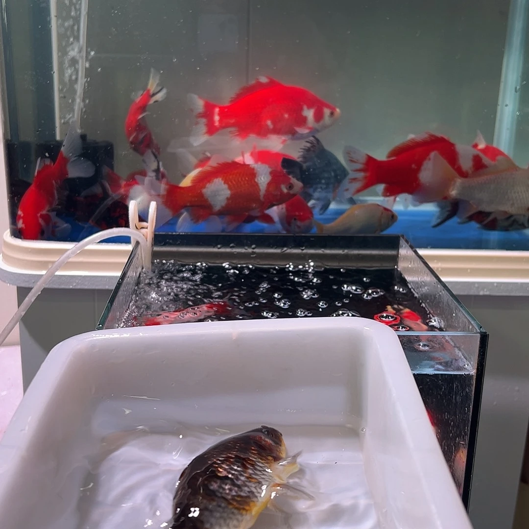 刚***好海水观赏鱼福利多多啊