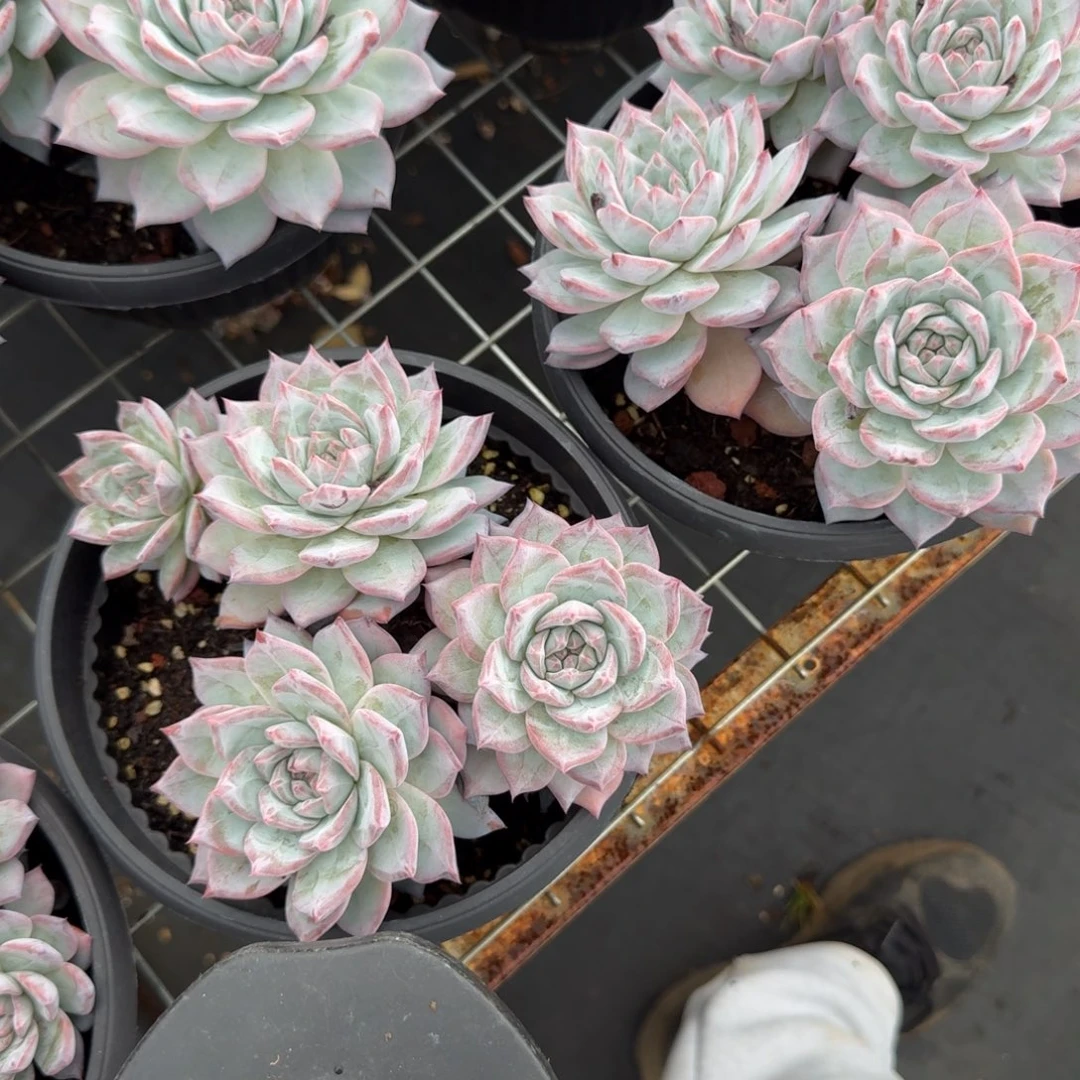 无花朵粉蓝鸟4头无砍