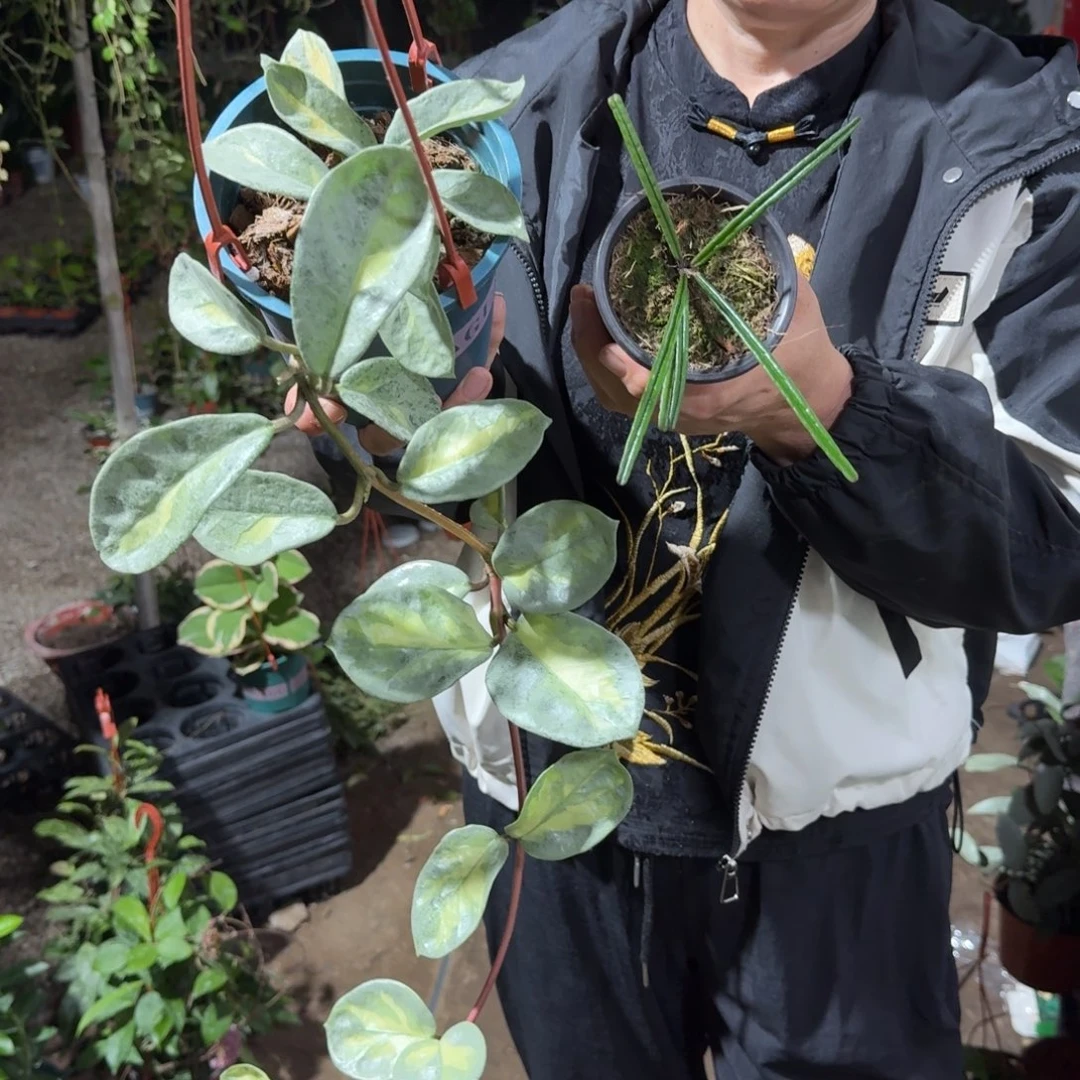公主岛叶球兰组合