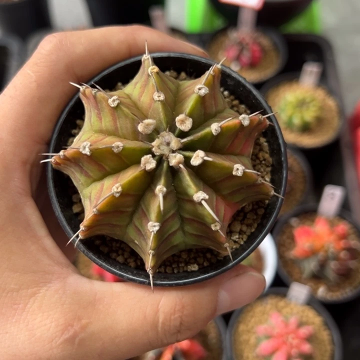 瑕疵肋骨锦特价带盆土发货