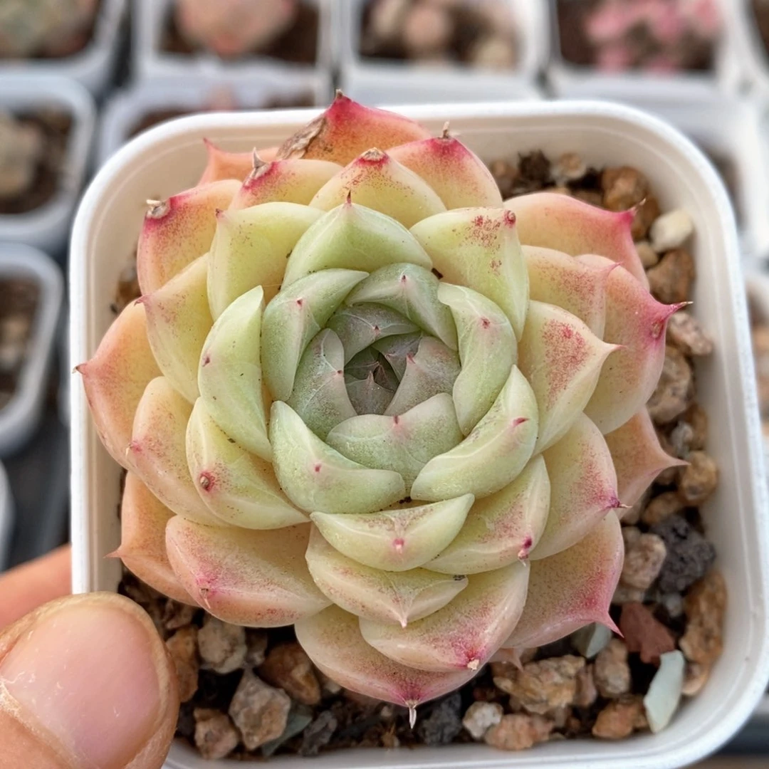 精品多肉一物一拍36