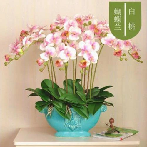 蝴蝶兰盆栽带花剑大花苗花卉植物室内花好养的花四季开花带花剑