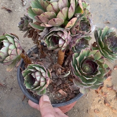 680万拉丝满25包邮多肉