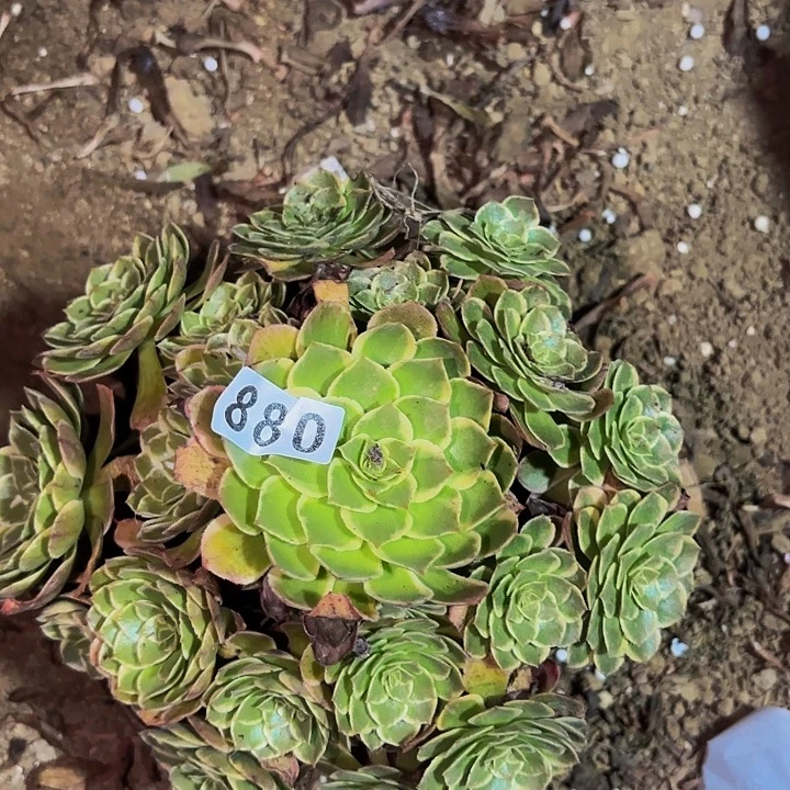 880孔雀翎多肉植物