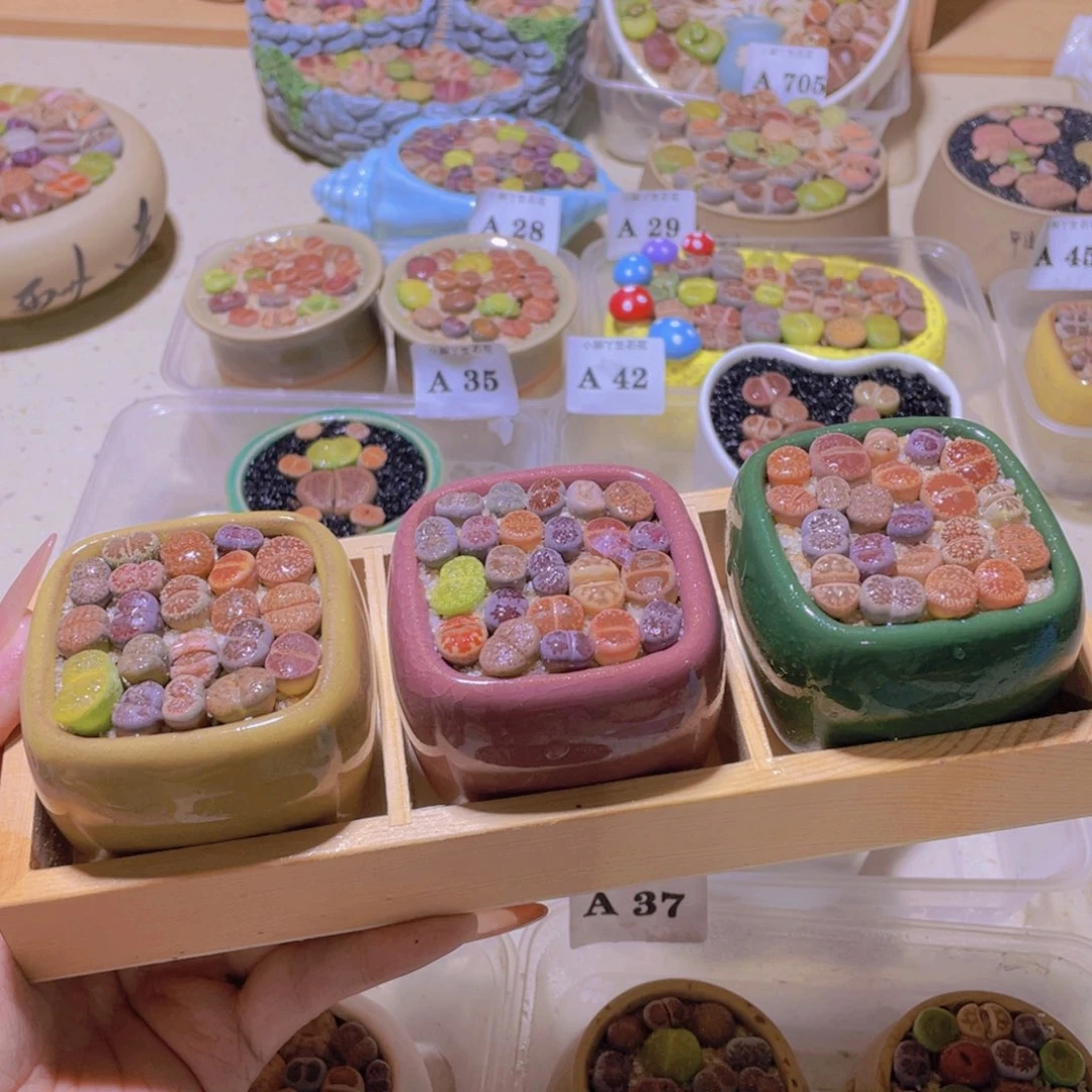 木托。。。。。。。。。。。。。