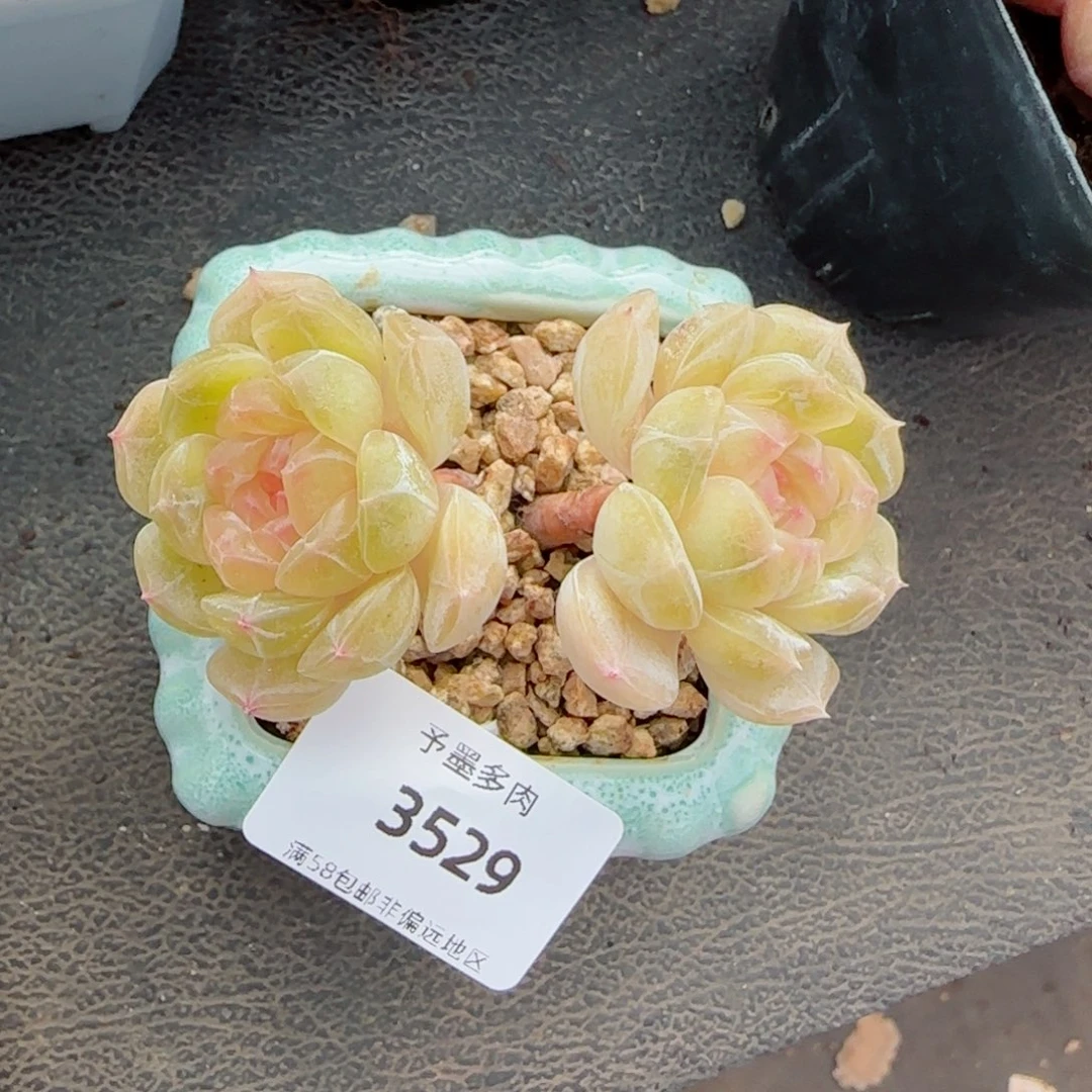 白恋，3529多肉植物