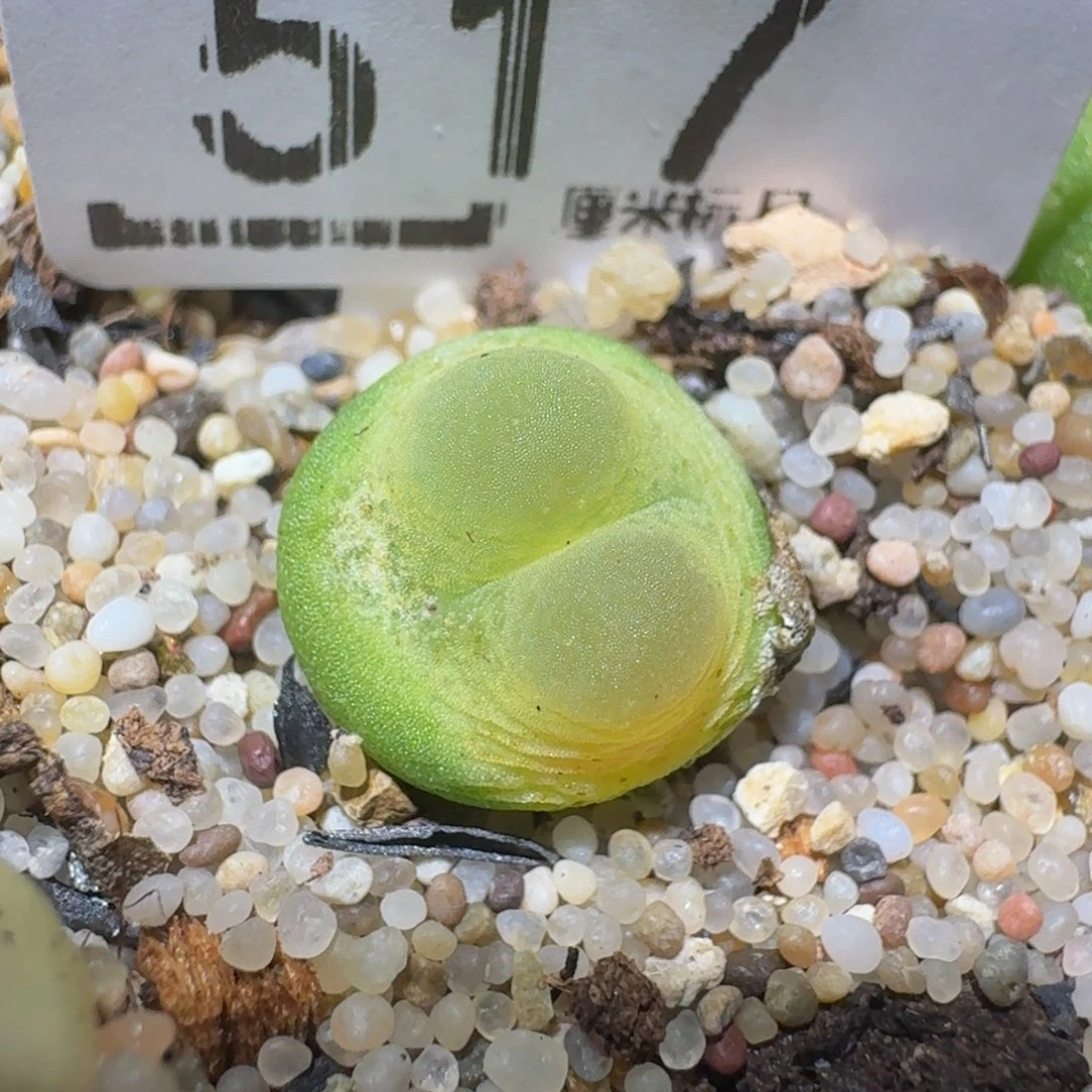 zzzzz精品生石花517