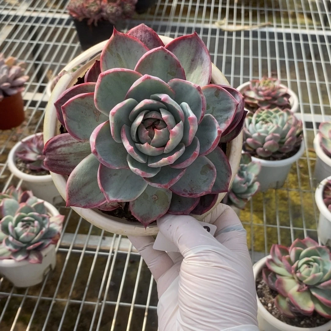 懒****5393惊鸿仙子一物一拍