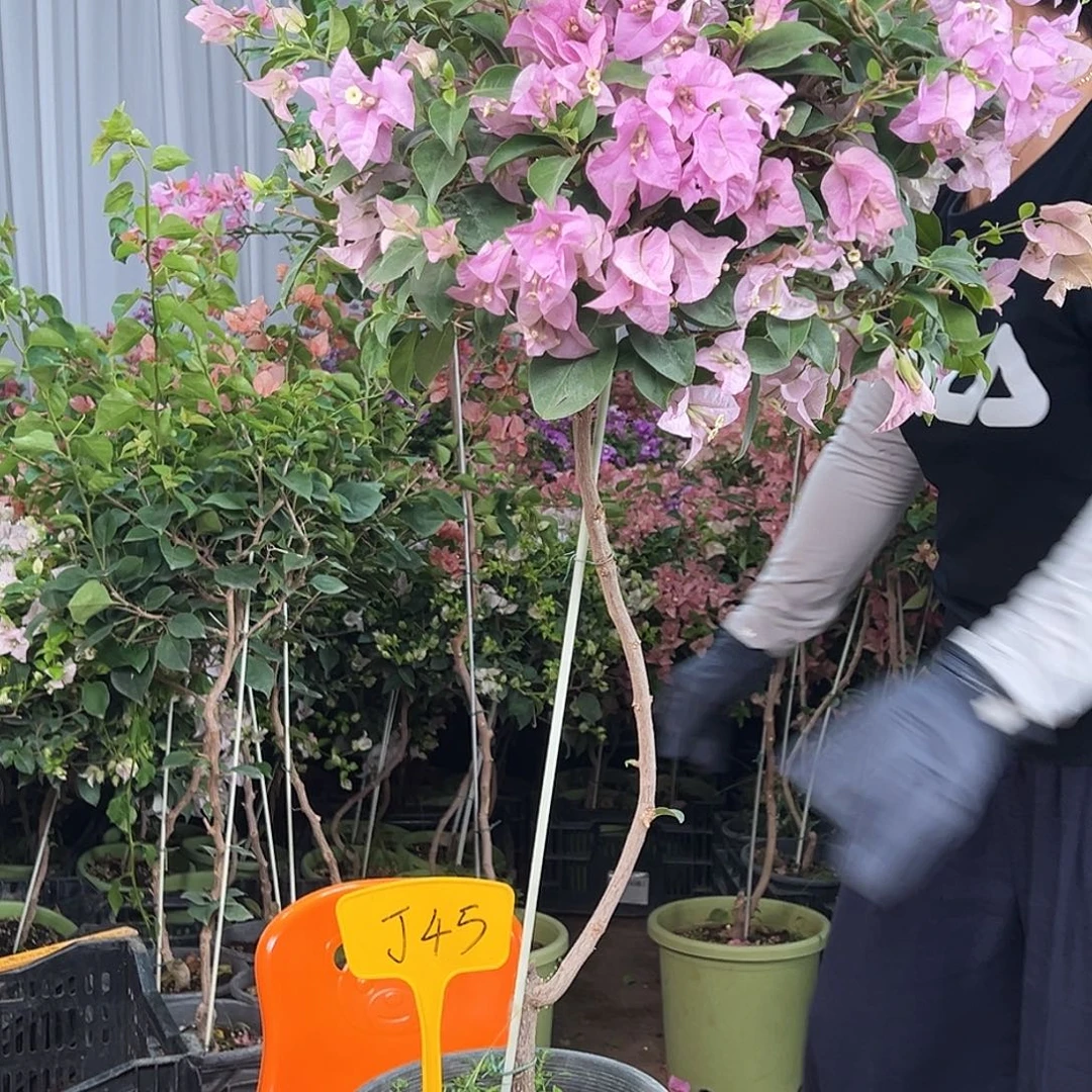 墨***7大部分花苞少量开放J45白雪