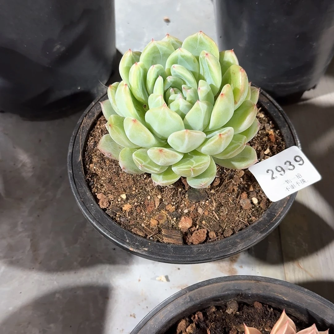 ?**?2939号雪花珍妮