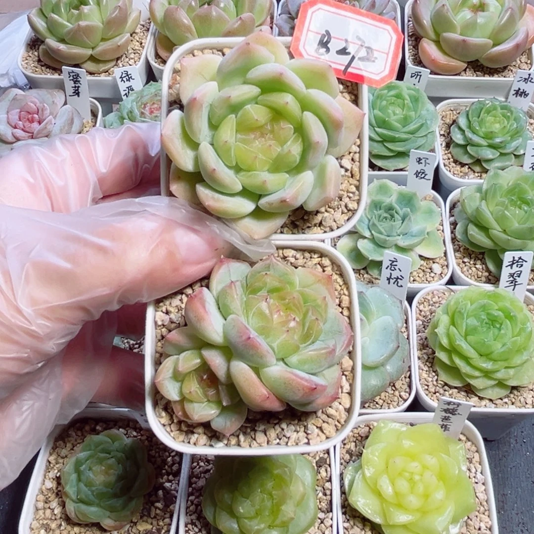 爱***离B272 一物一拍 甜心877两个