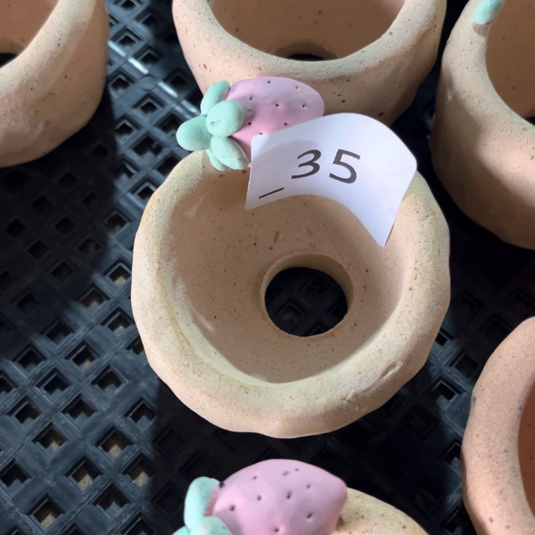 红陶李*媚35花盆1个