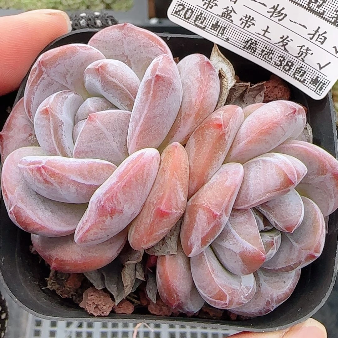 多肉0915--265石榴籽星影