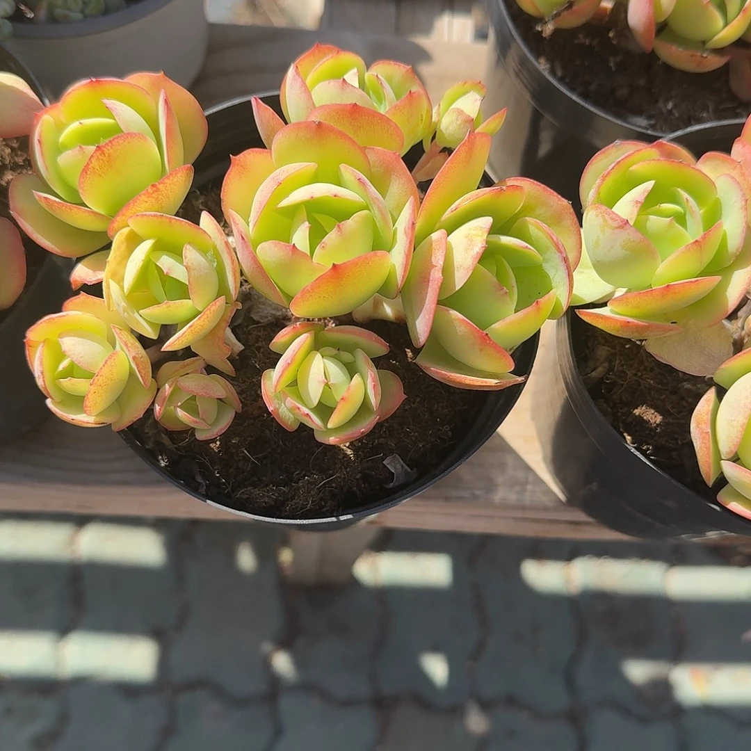 鸡蛋碧桃多肉植物精品