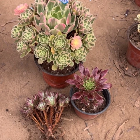 紫***霞636多肉植物组合，