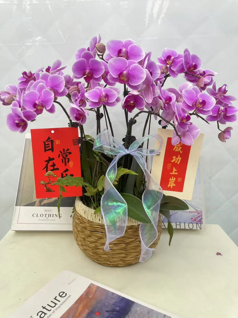 蝴蝶兰【红霞飞】鲜花盆栽室内观赏花花佛山基地直发好养易活