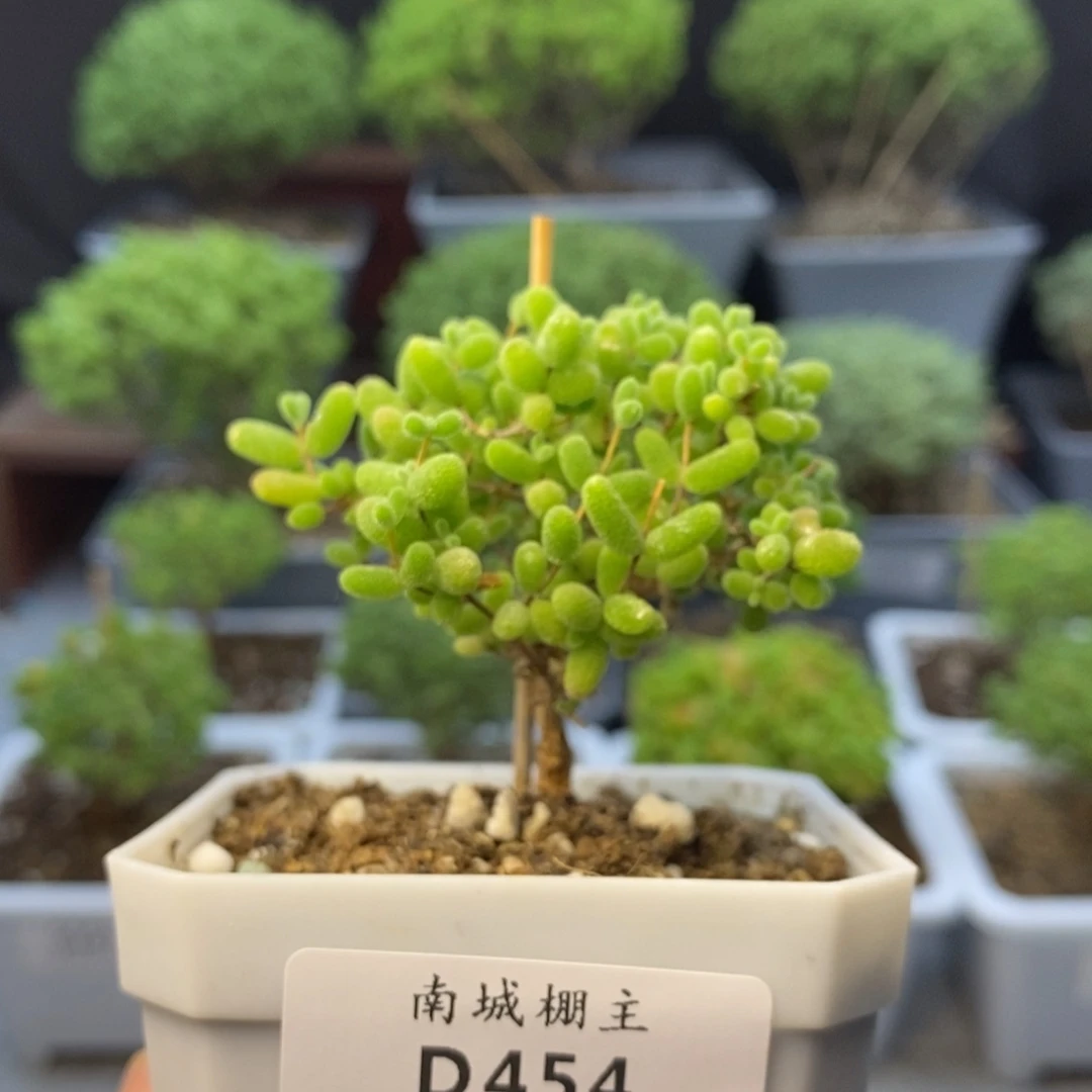 454蜜橘糖球枝干