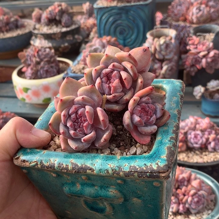 DES花花花花花花花花花