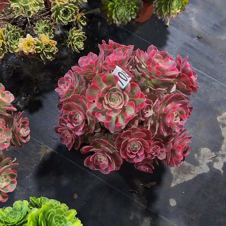 静**深00000000000000708女郎