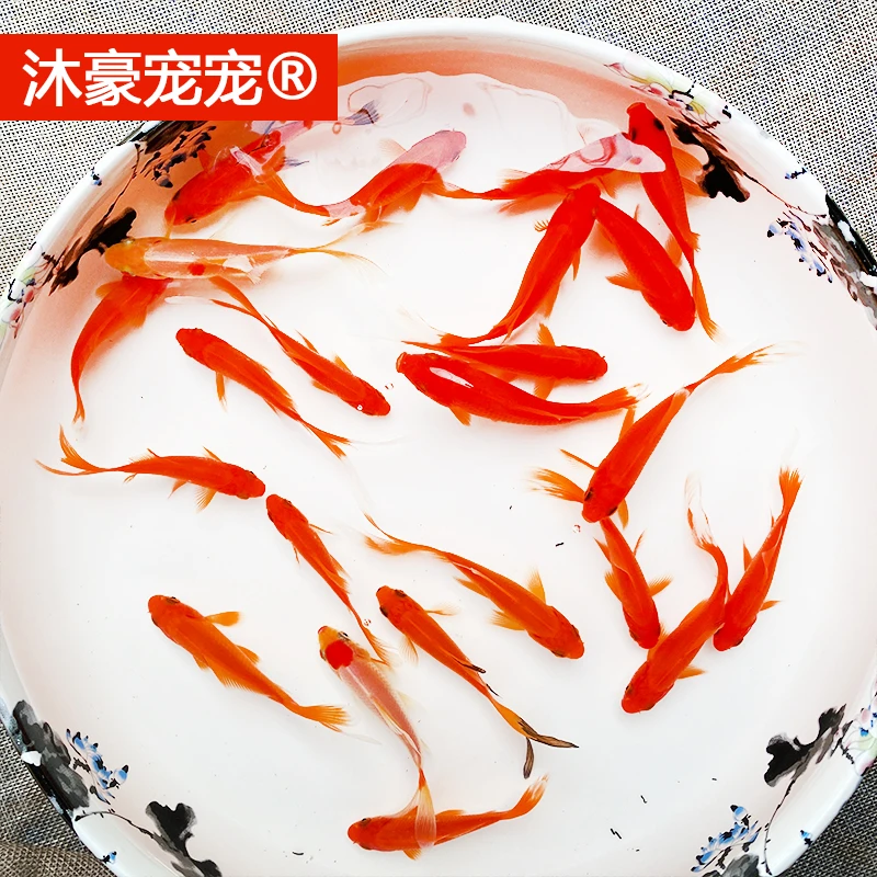 沐豪宠宠【运营推荐】红草金鱼纯种凤尾淡水观赏鱼好养耐活小红鱼