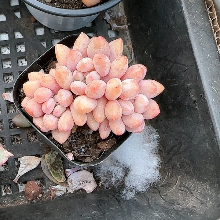 心****师青蛙王子儿童牙膏111