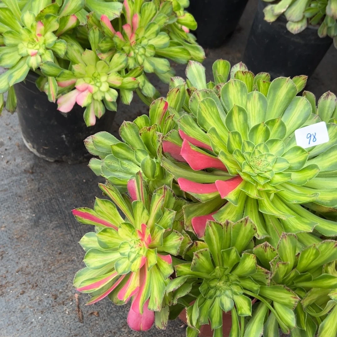 98知否多肉嘻嘻嘻