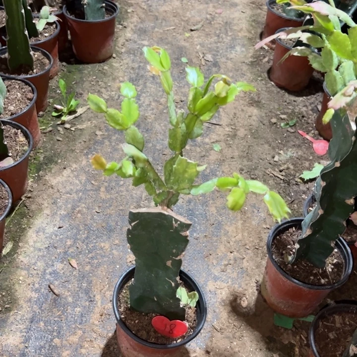 汽***修当前无花栽培后可以开花035  18