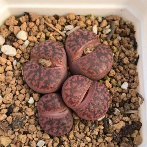 多肉肉锥 岛田紫柘榴