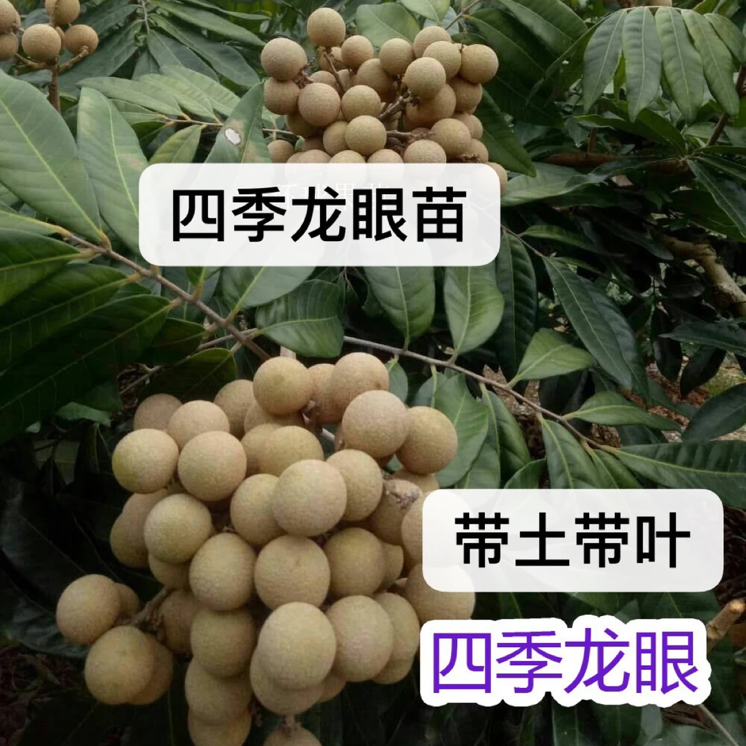 四季龙眼苗四季开花结果 核小肉厚 带土带叶