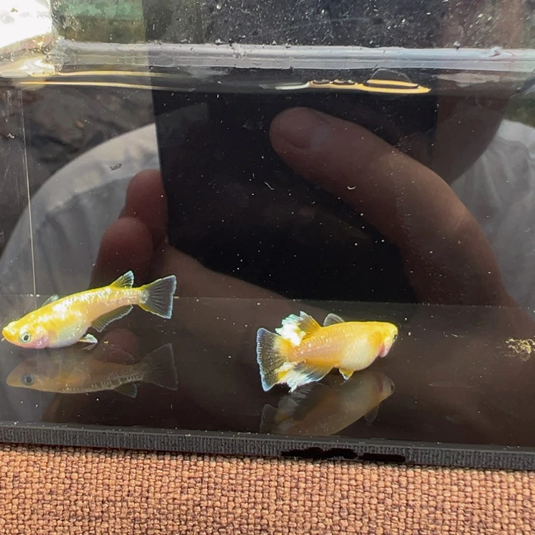 青鳉鱼618.酥油灯一对